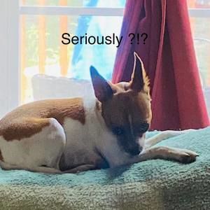 Meet your Posher, Leslie